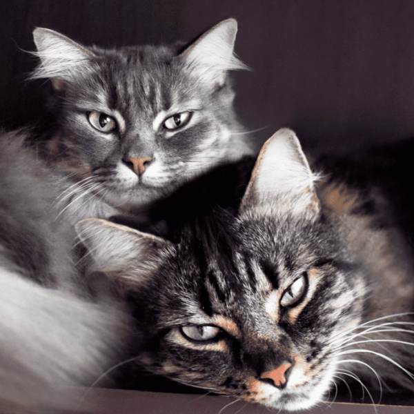 Introduzione all'allevamento felino