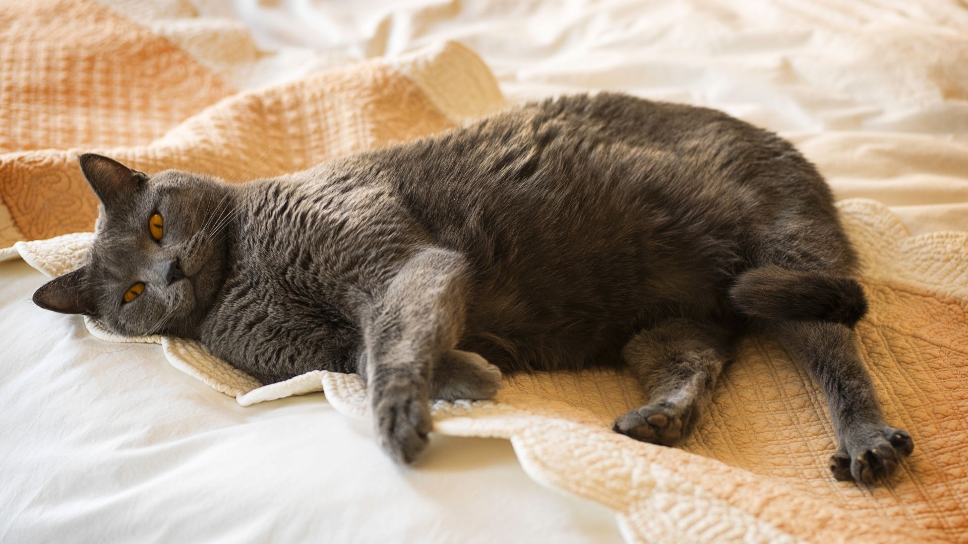 Gatto Chartreux Di Quattro Anni Su Una Coperta Arancione