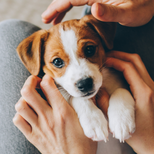 Arriva un cucciolo