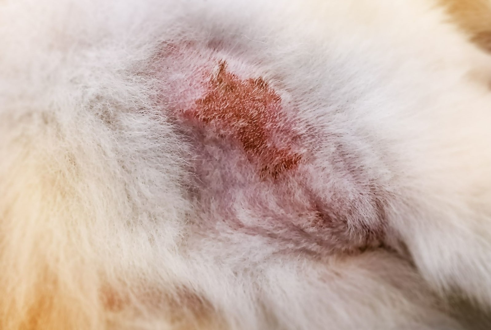 Lesione pelle cane toelettatura