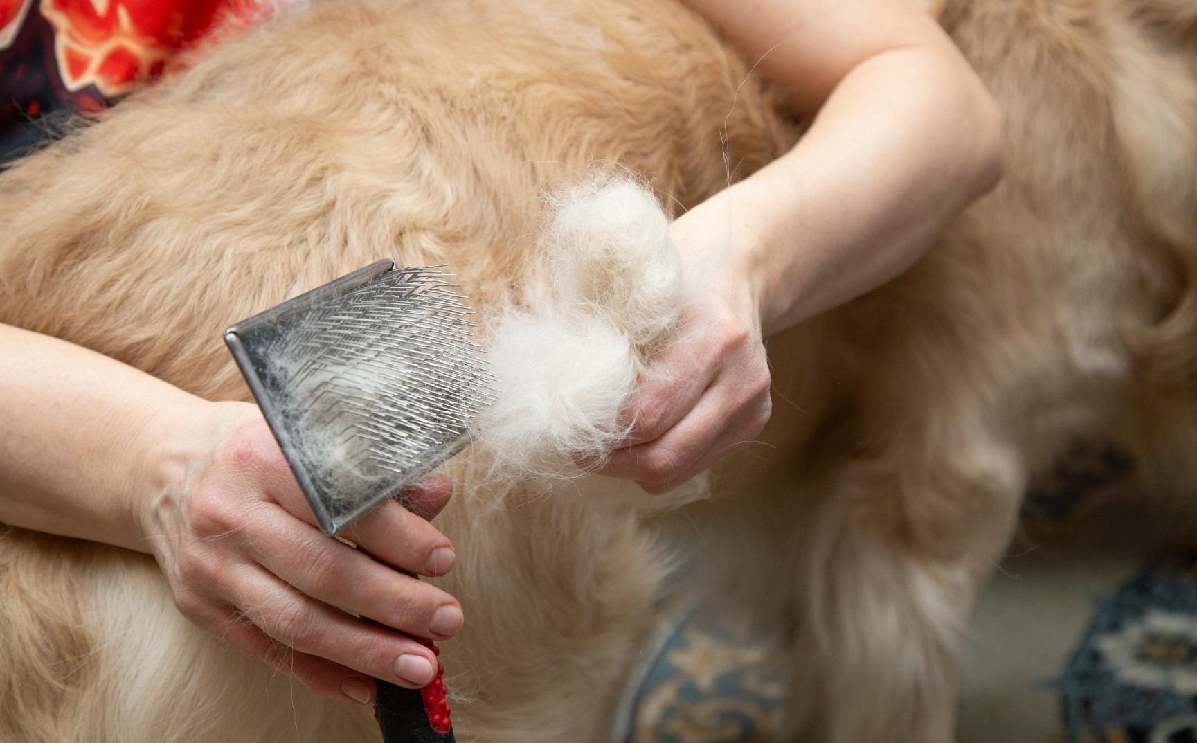 Pelo cane toelettatura