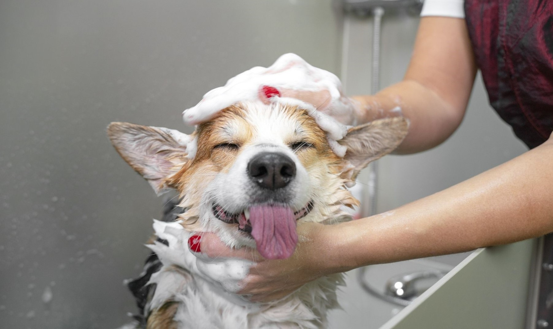 Shampoo cane toelettatura