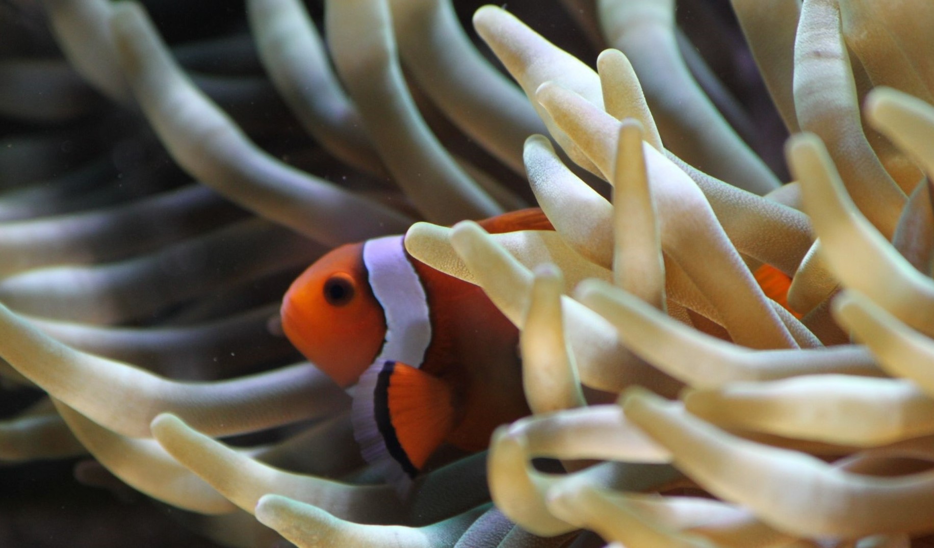 Pesce pagliaccio che sbuca da un anemone