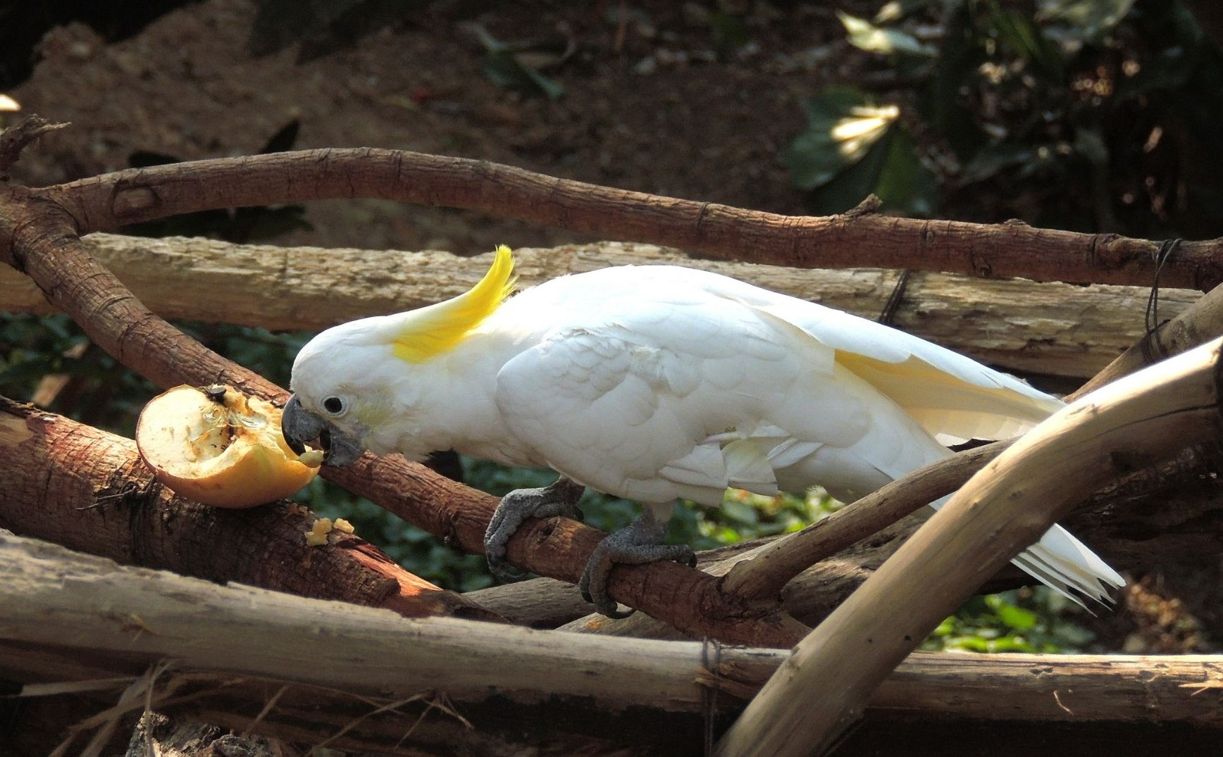 Alimentazione ideale per i cacatua