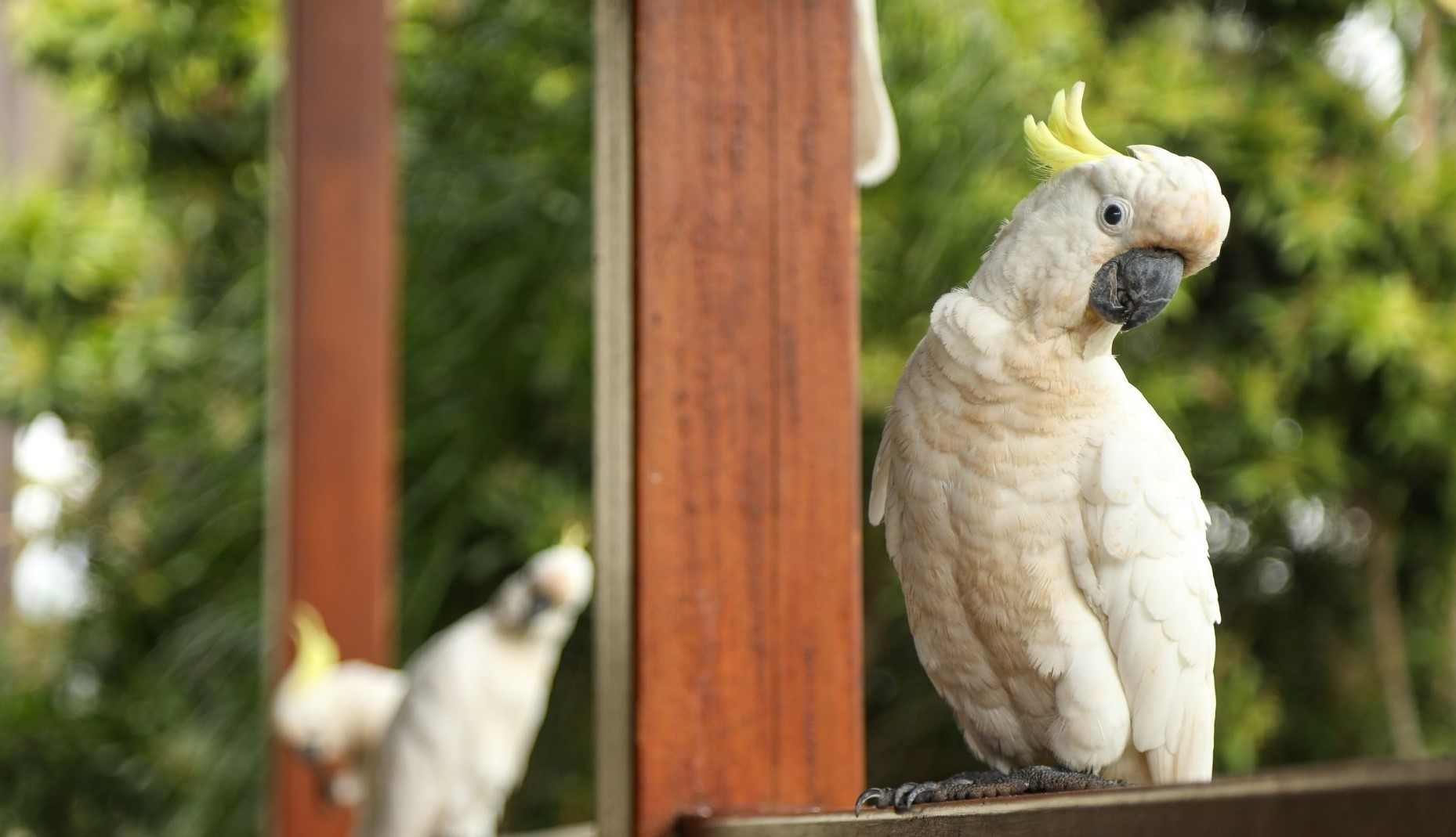 Esigenze e voliere dei cacatua