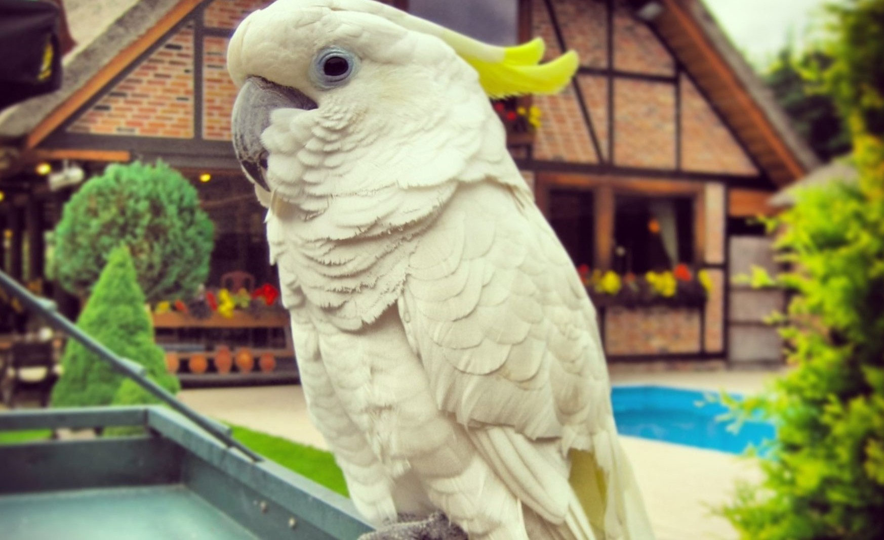 Arricchimento ambientale per cacatua