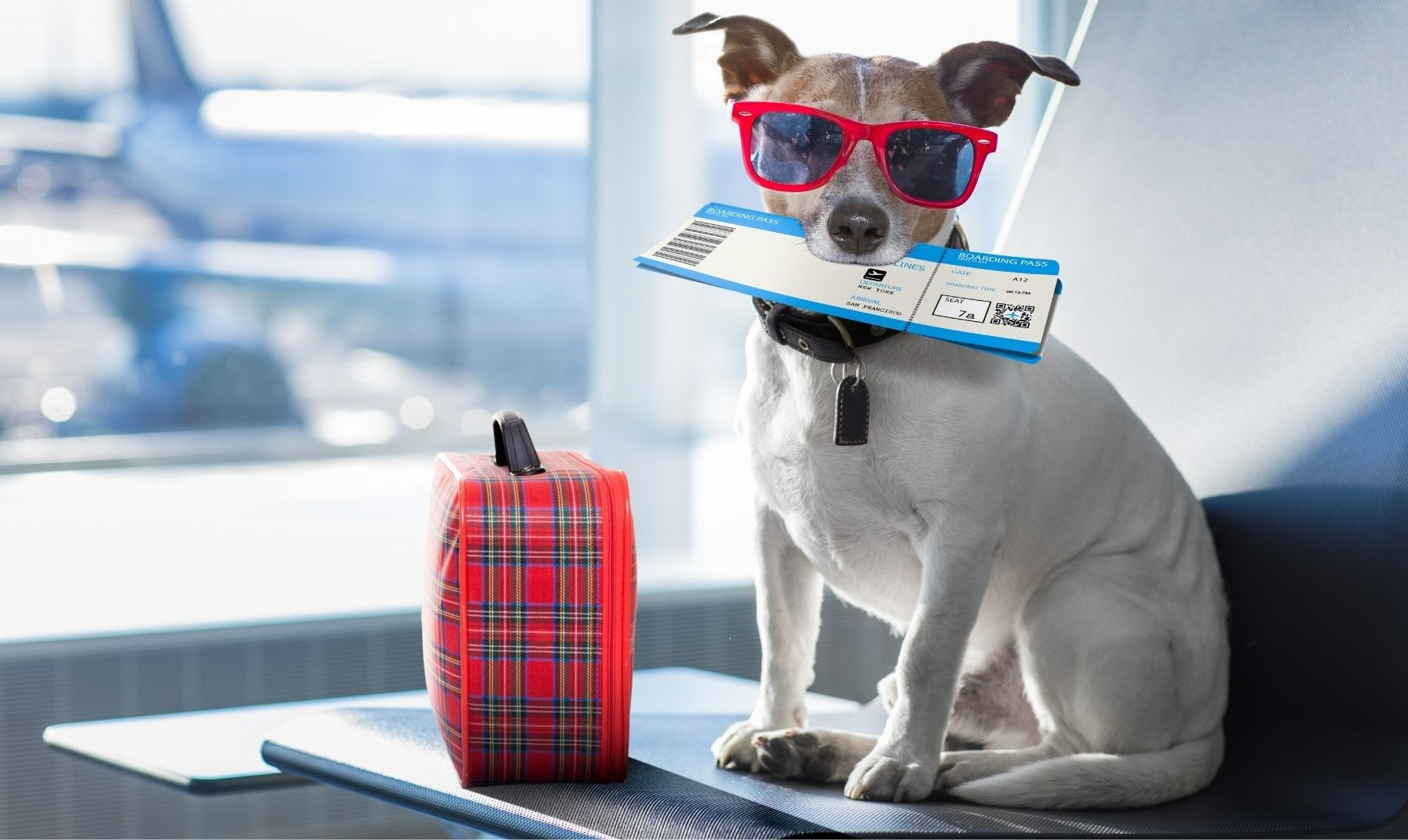 Cani e gatti in viaggio su treni e aerei