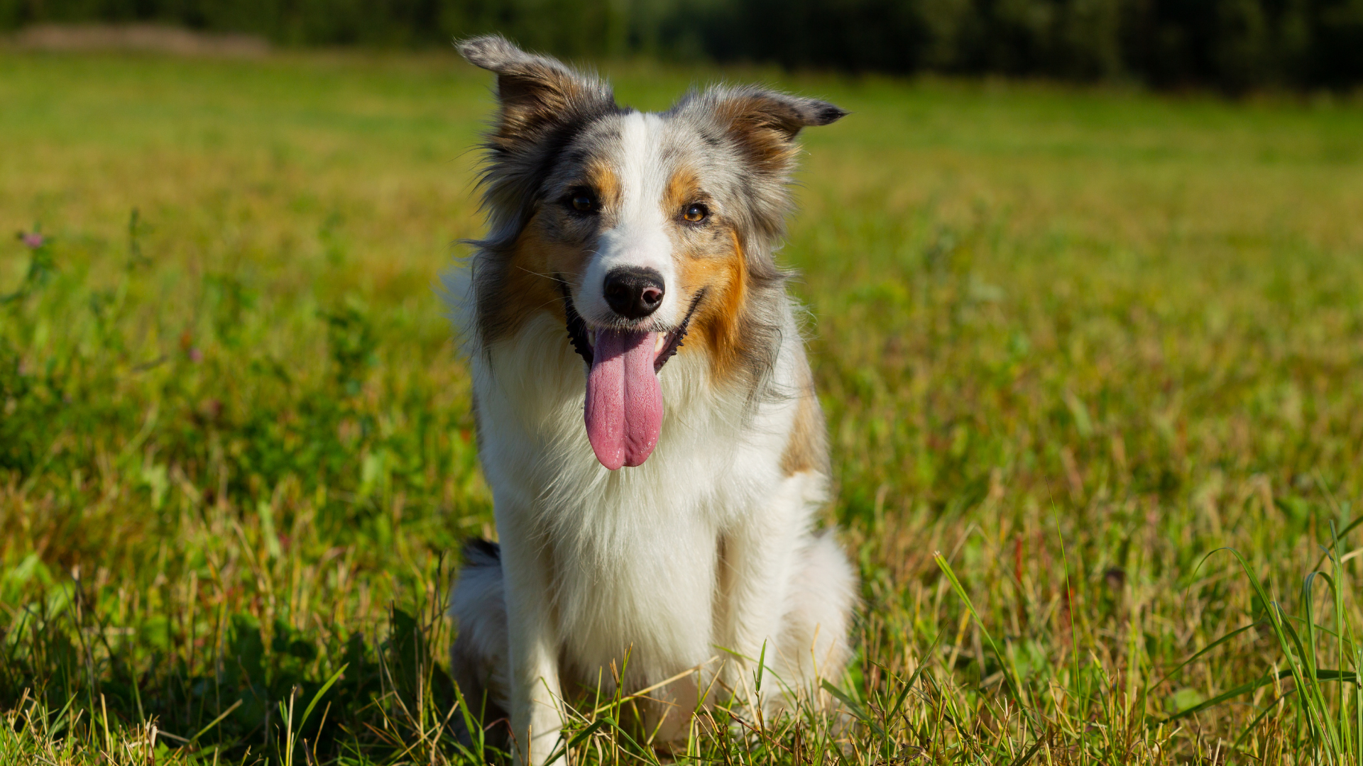 Forasacchi cane