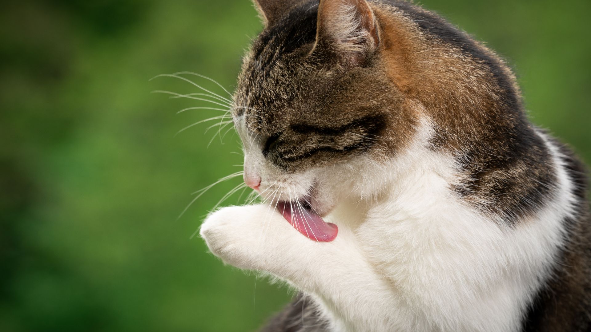 Boli di pelo nei gatti