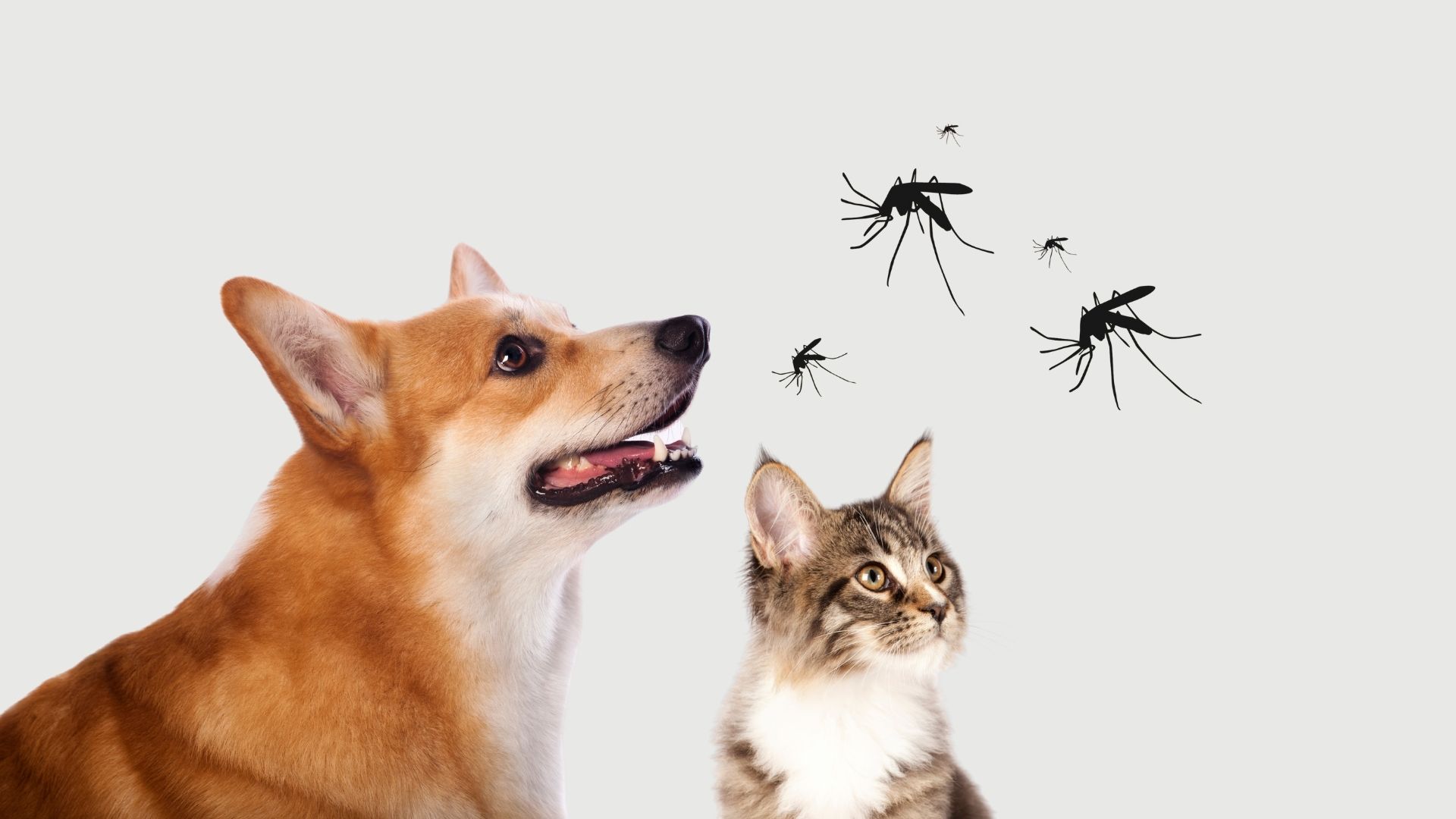 Cani gatti e zanzare