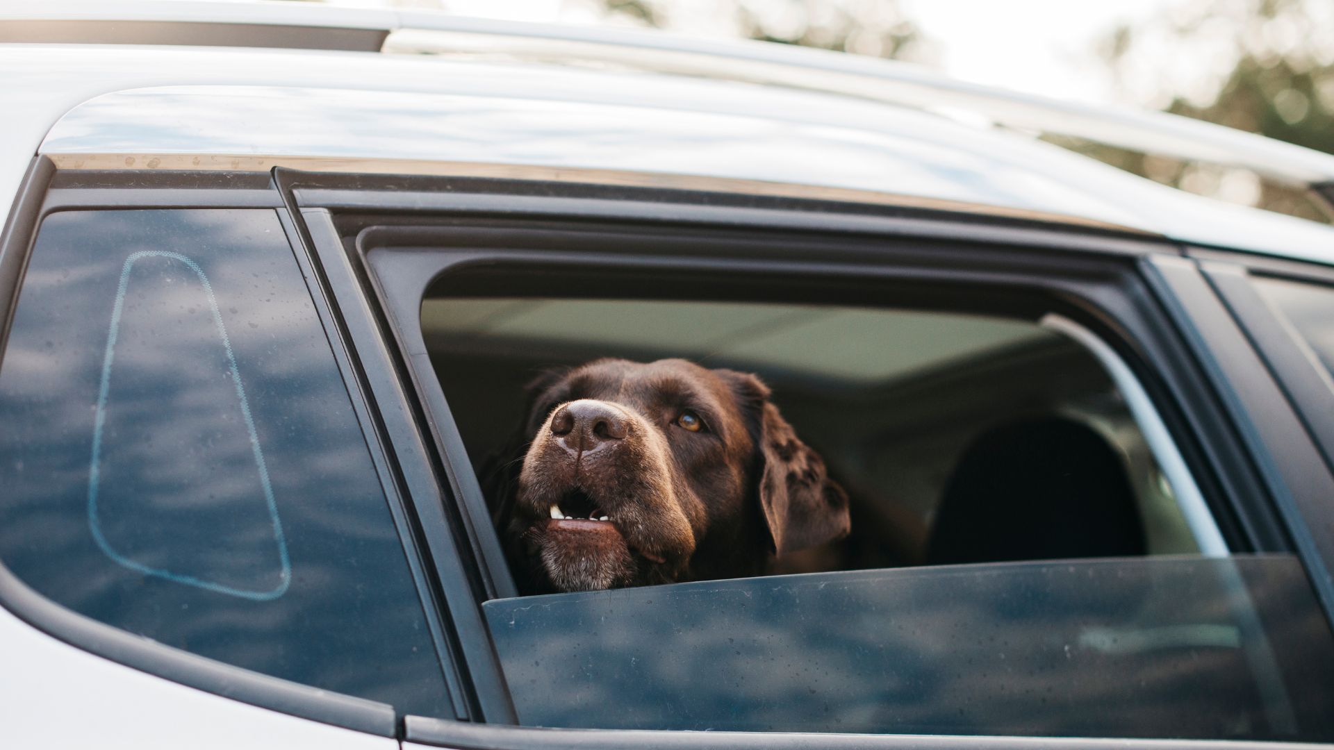 Cane agitato in automobile