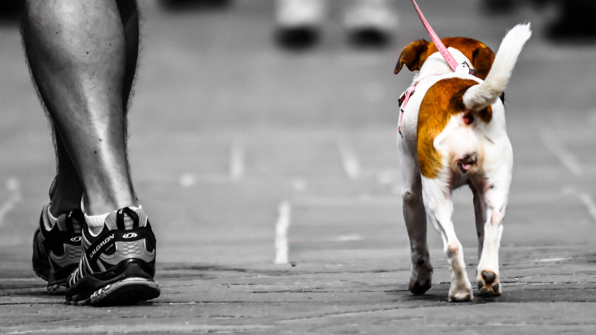 Cane e uomo camminano fianco a fianco