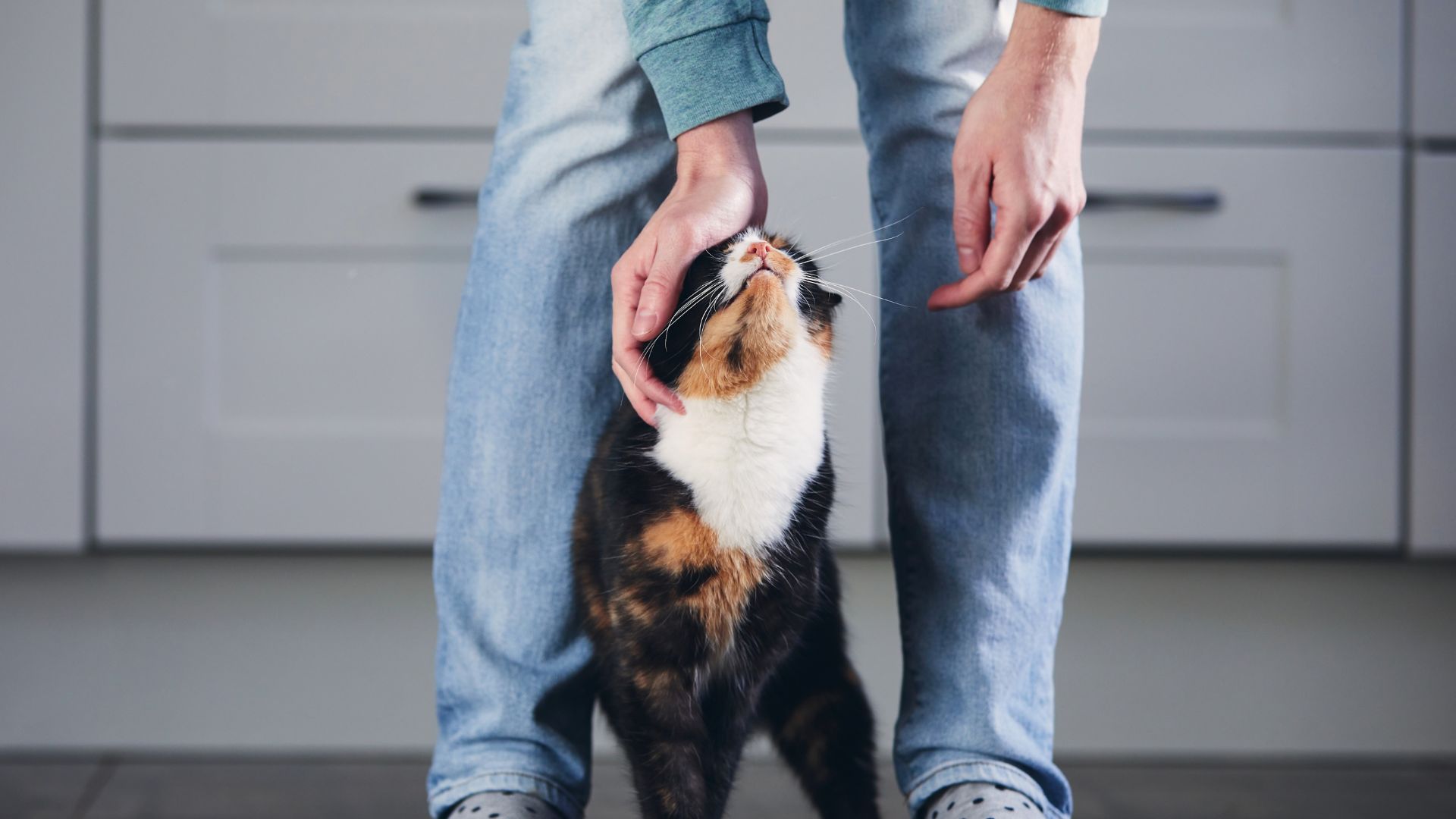 Gatto amico dell'uomo