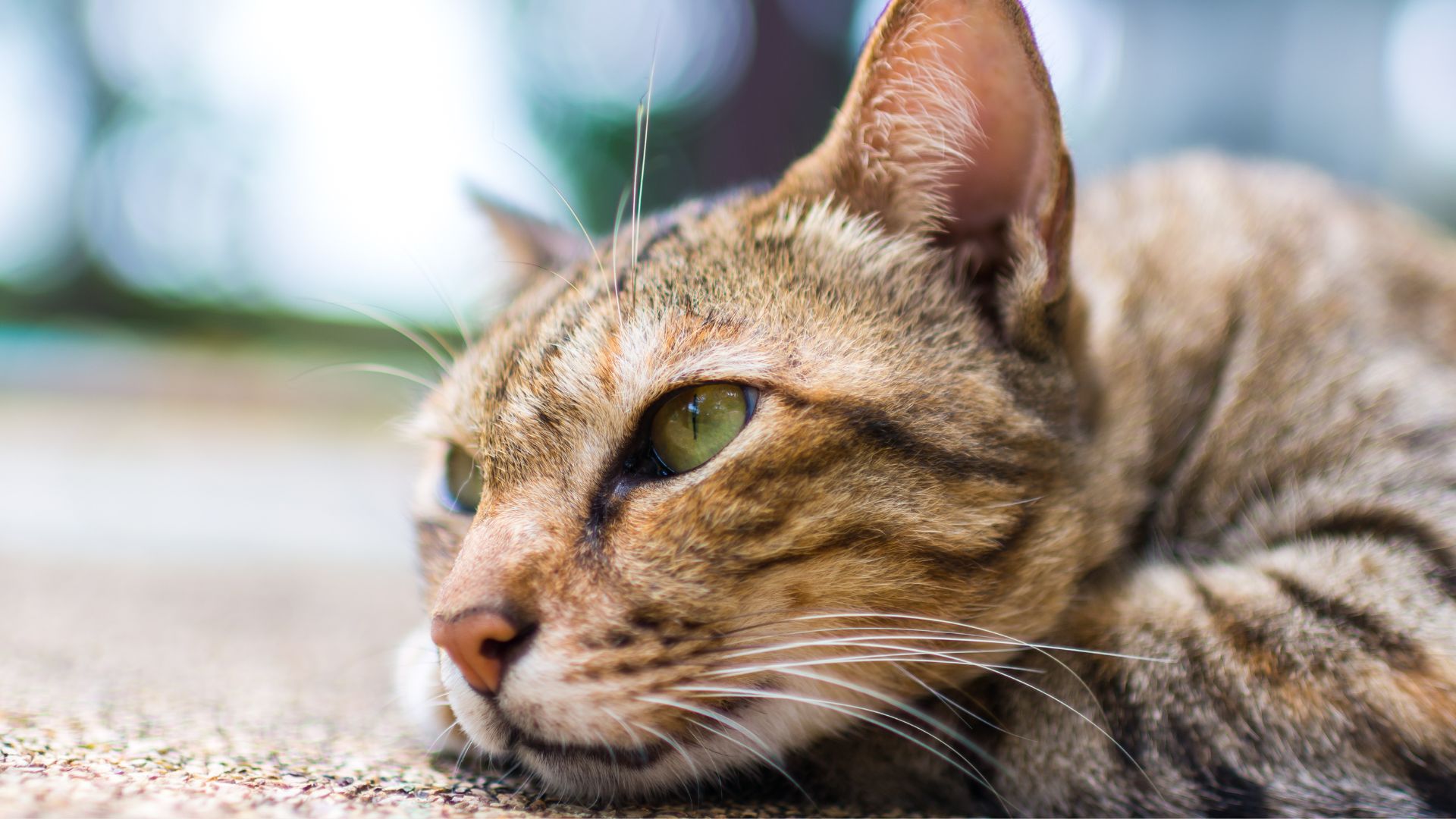 Gatto soffre di solitudine