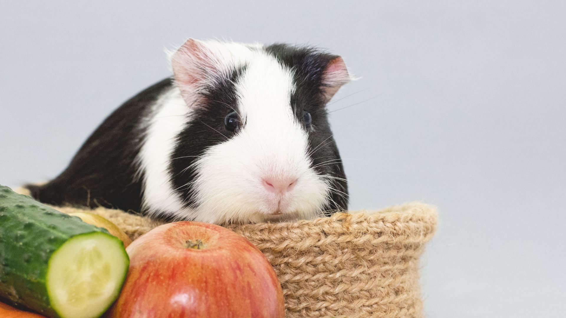 Alimentazione cavia in gravidanza