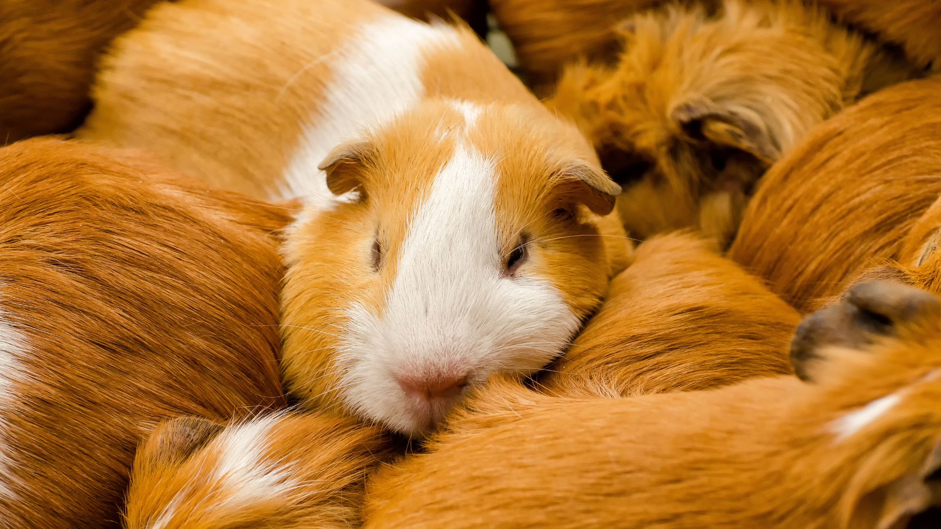 Cuccioli cavia