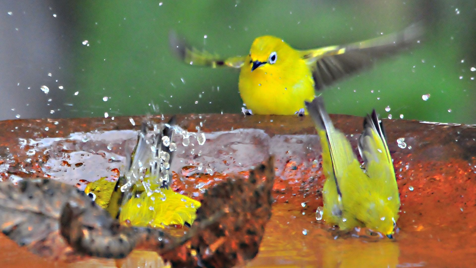 Fintane bird gardening