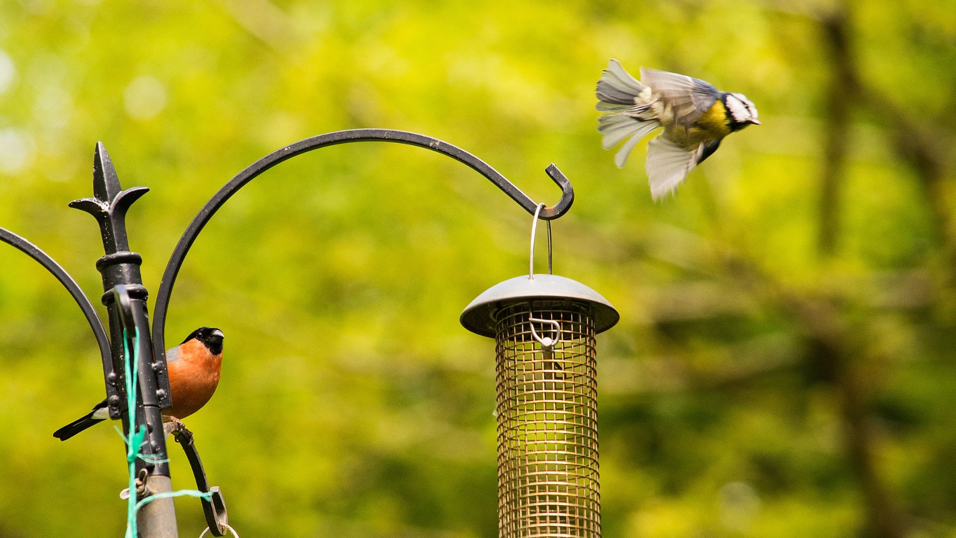 Mangiatoie bird gardening