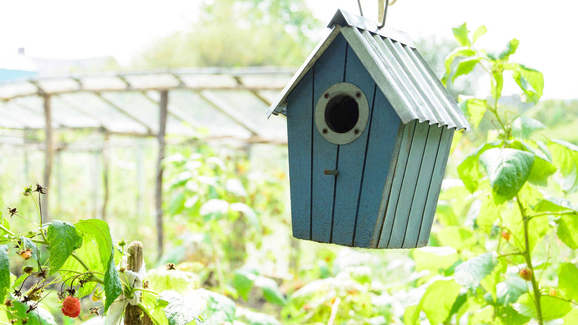 Nidi bird gardening