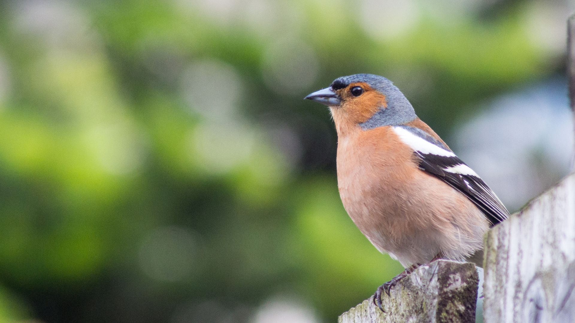 Bird gardening