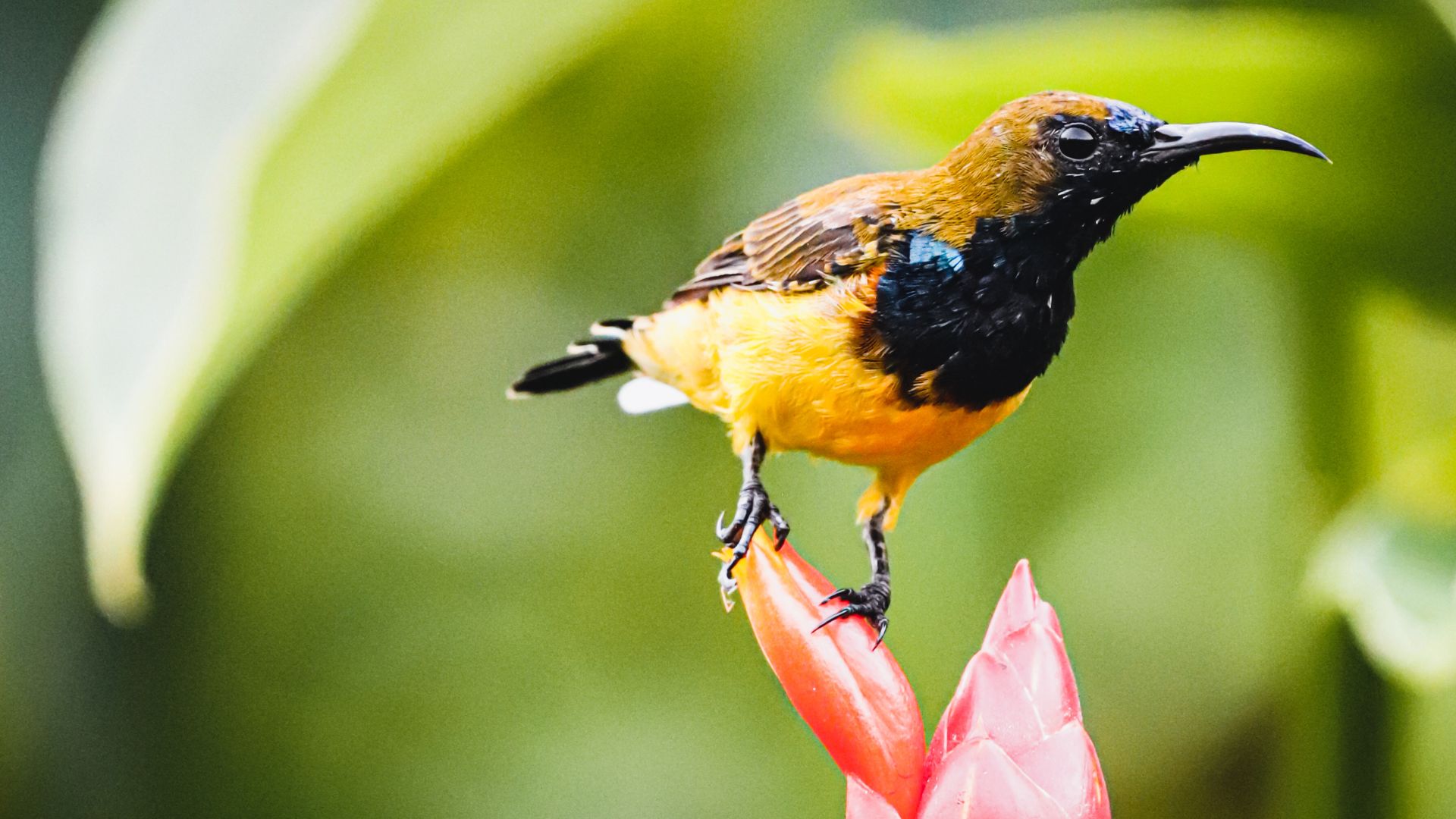 Biodiversità bird gardening