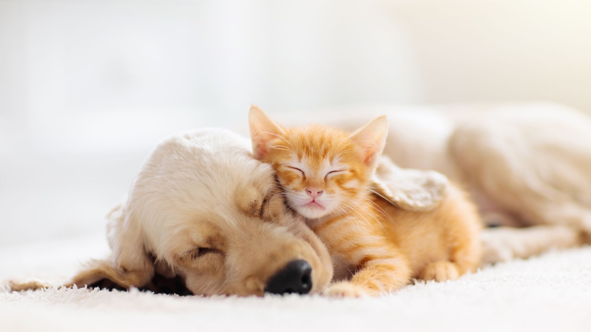 Cane e gatto che sognano