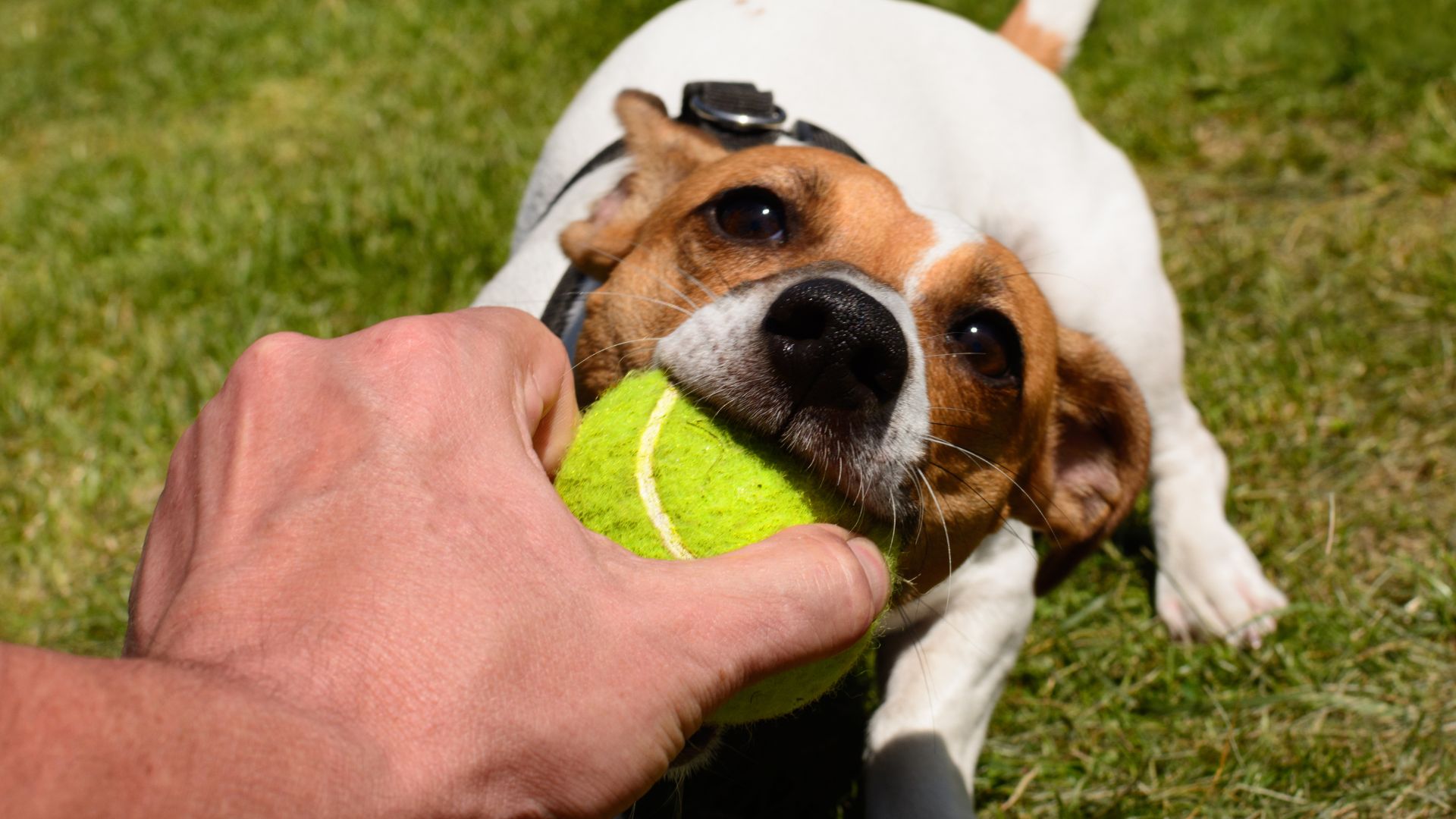 Giocare insieme al cane