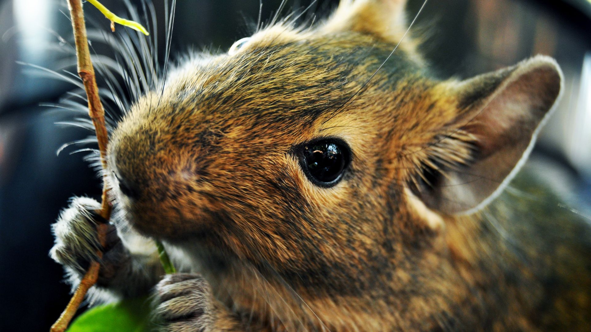 Alimentazione Degu