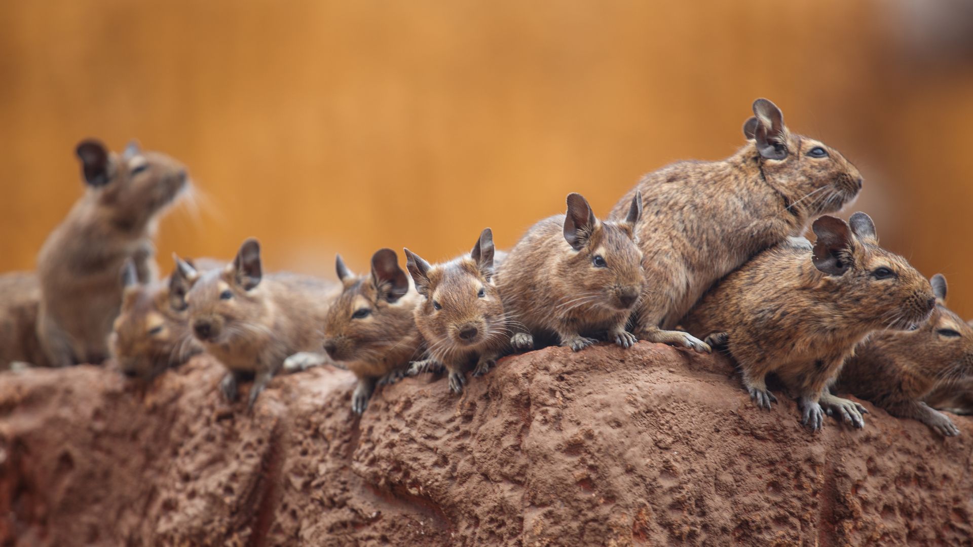 Colonia di Degu