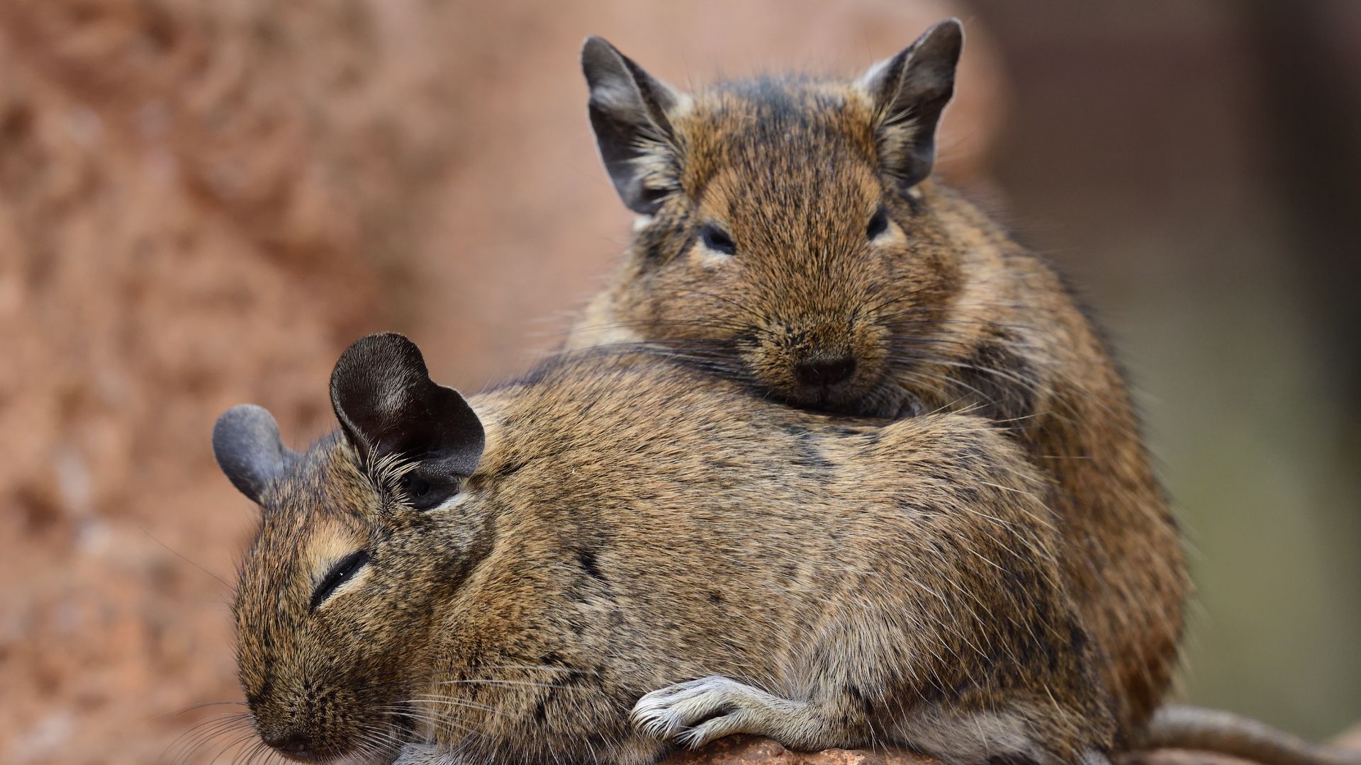 Coppia di degu