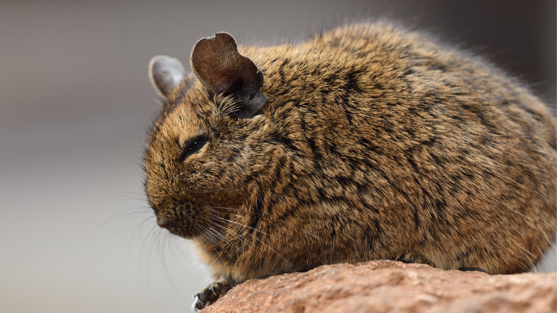 Degu esemplare