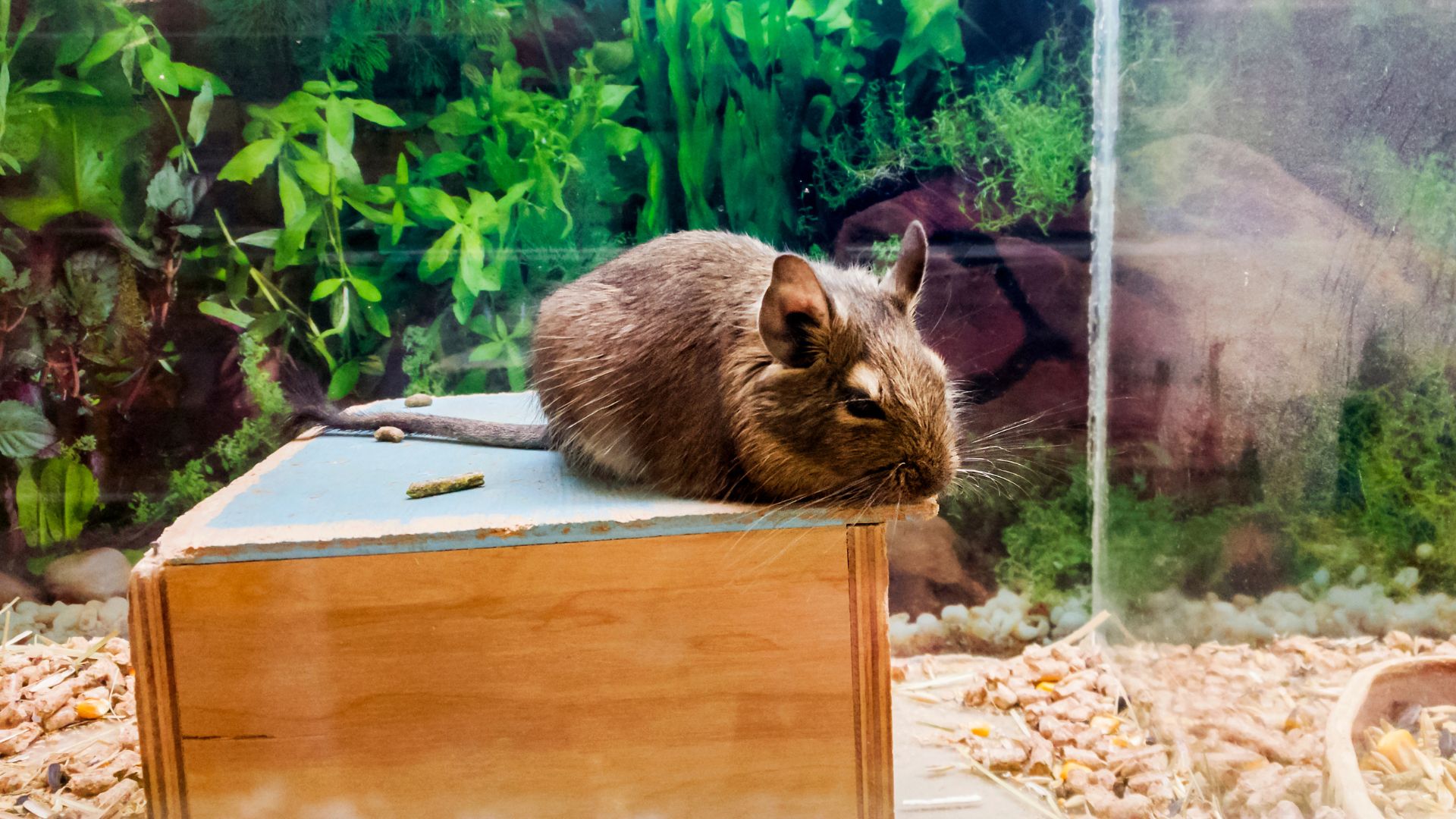 Cassetta gabbia per degu