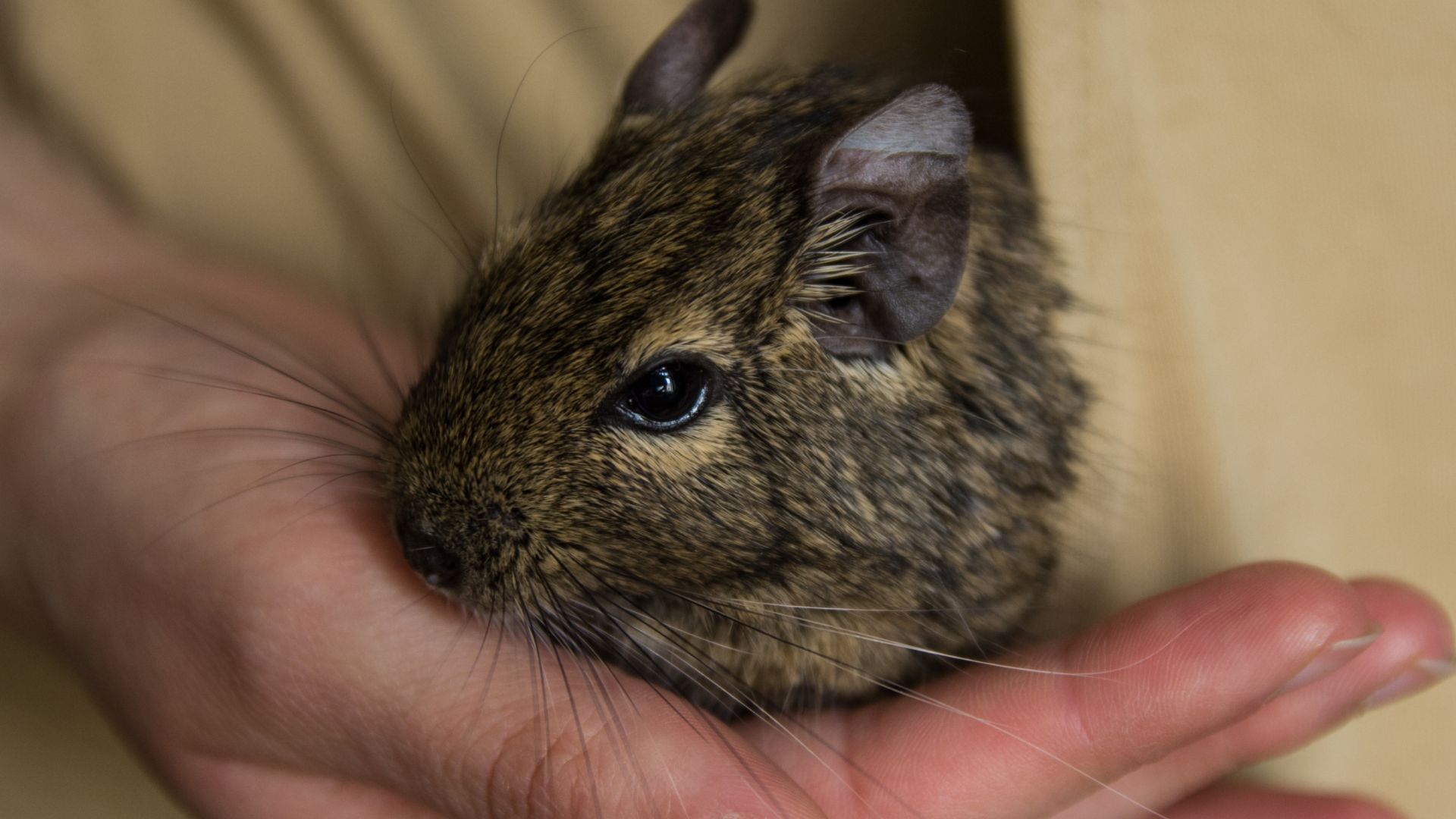 Degu pet