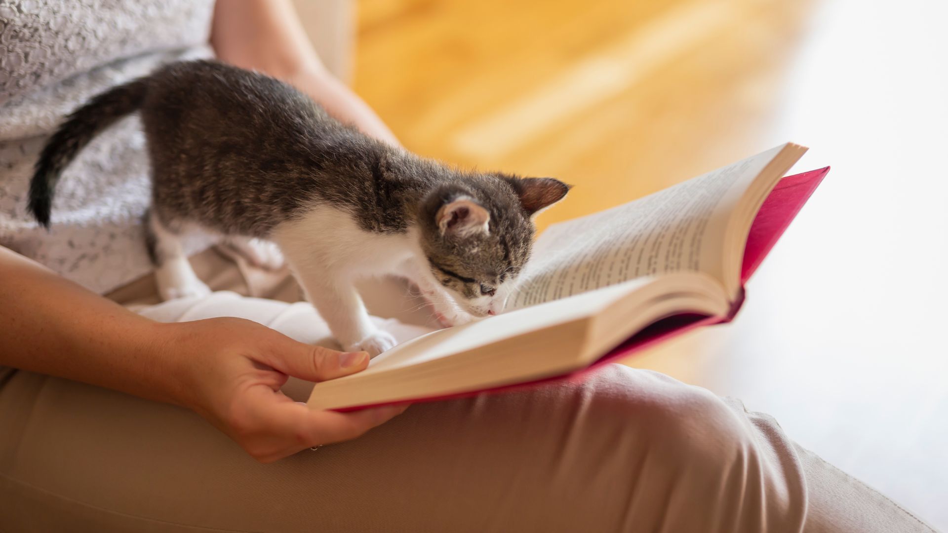 Leggere con un gatto