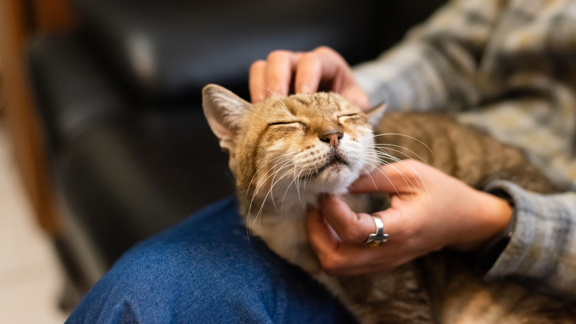 Socialità del gatto