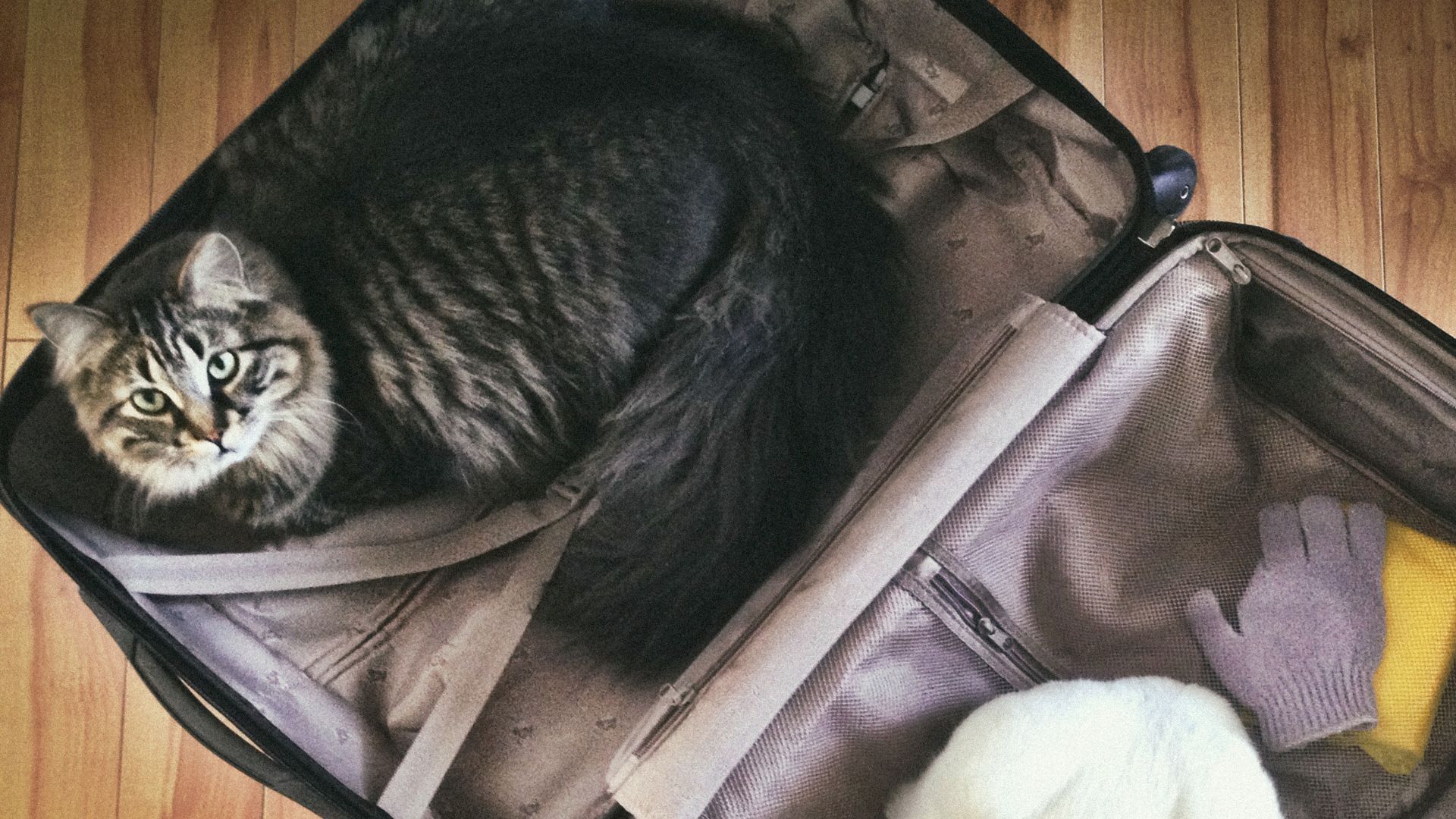 Gatto in una valigia
