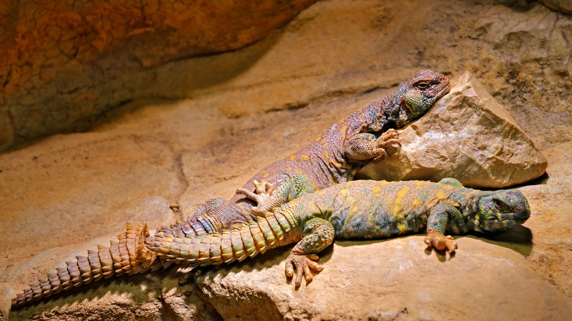 Abitudini uromastici