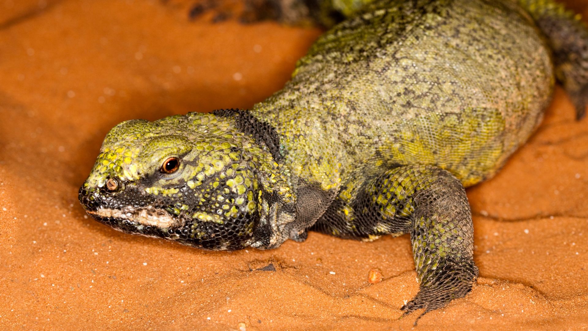 Aspetto uromastici