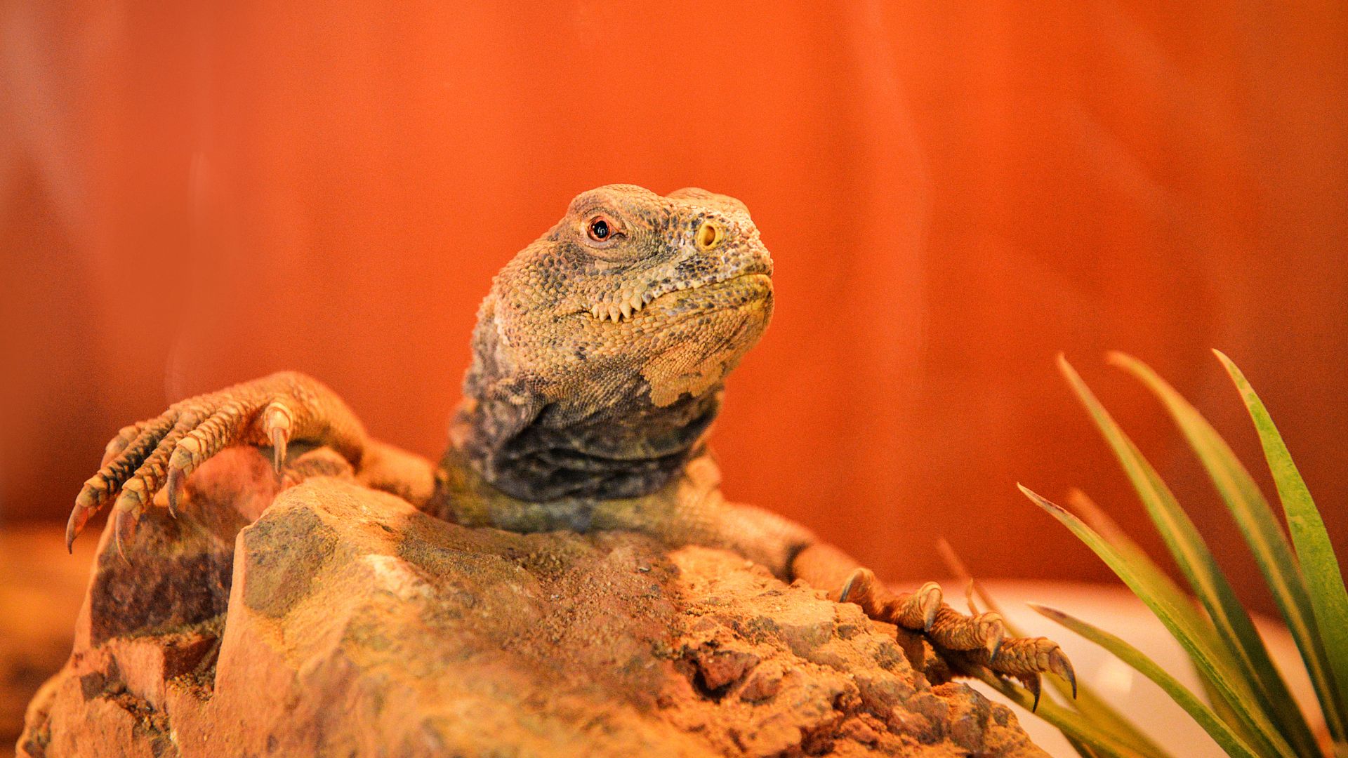 Terrario uromastici