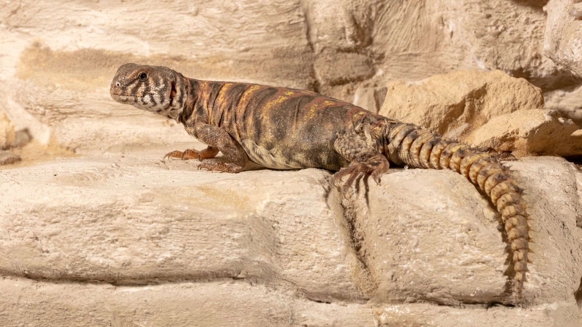 Uromastyx