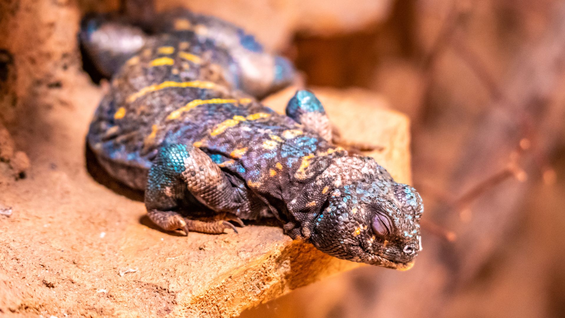 Patologie uromastici