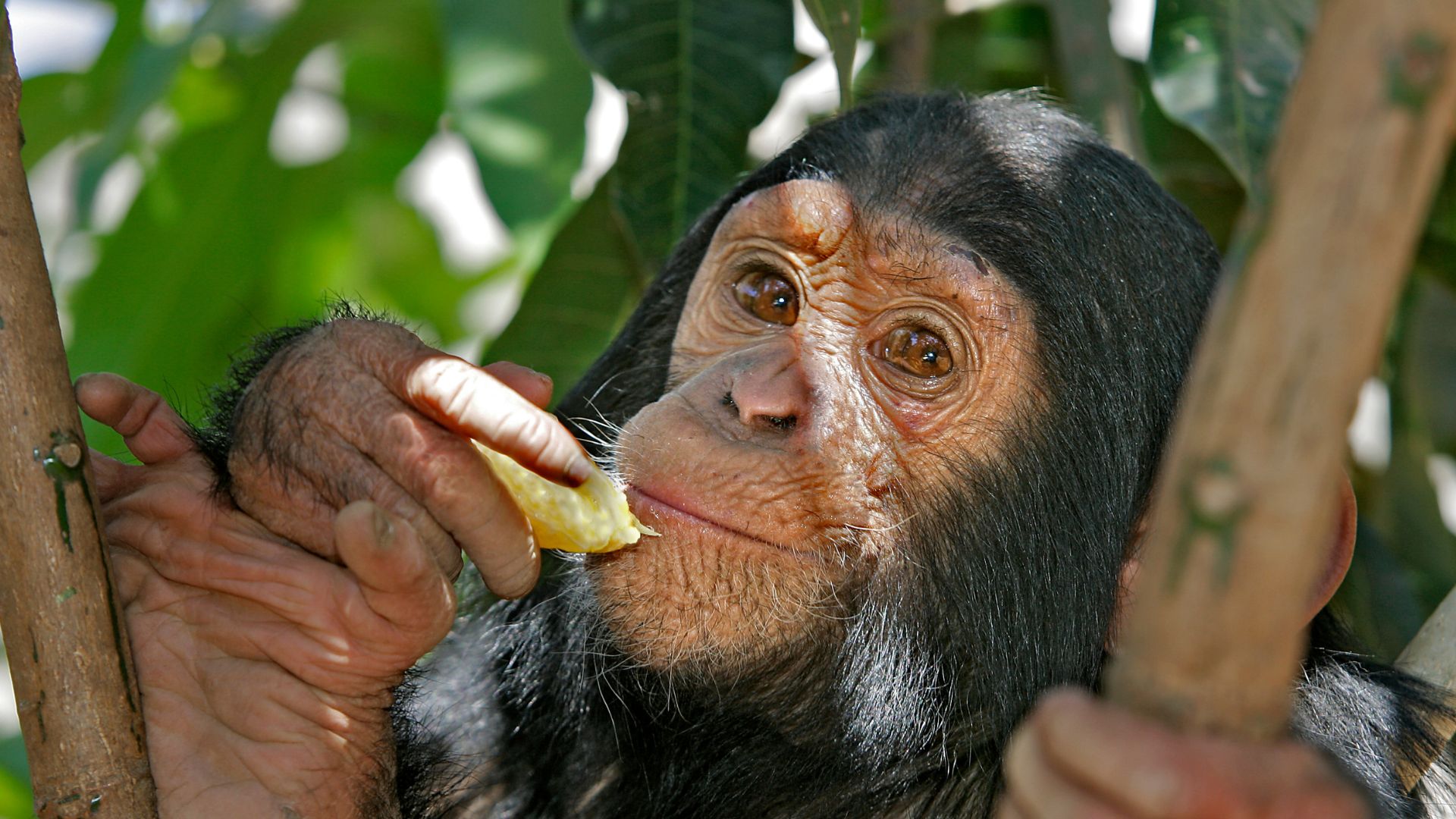 Scimpanzé si abbuffano