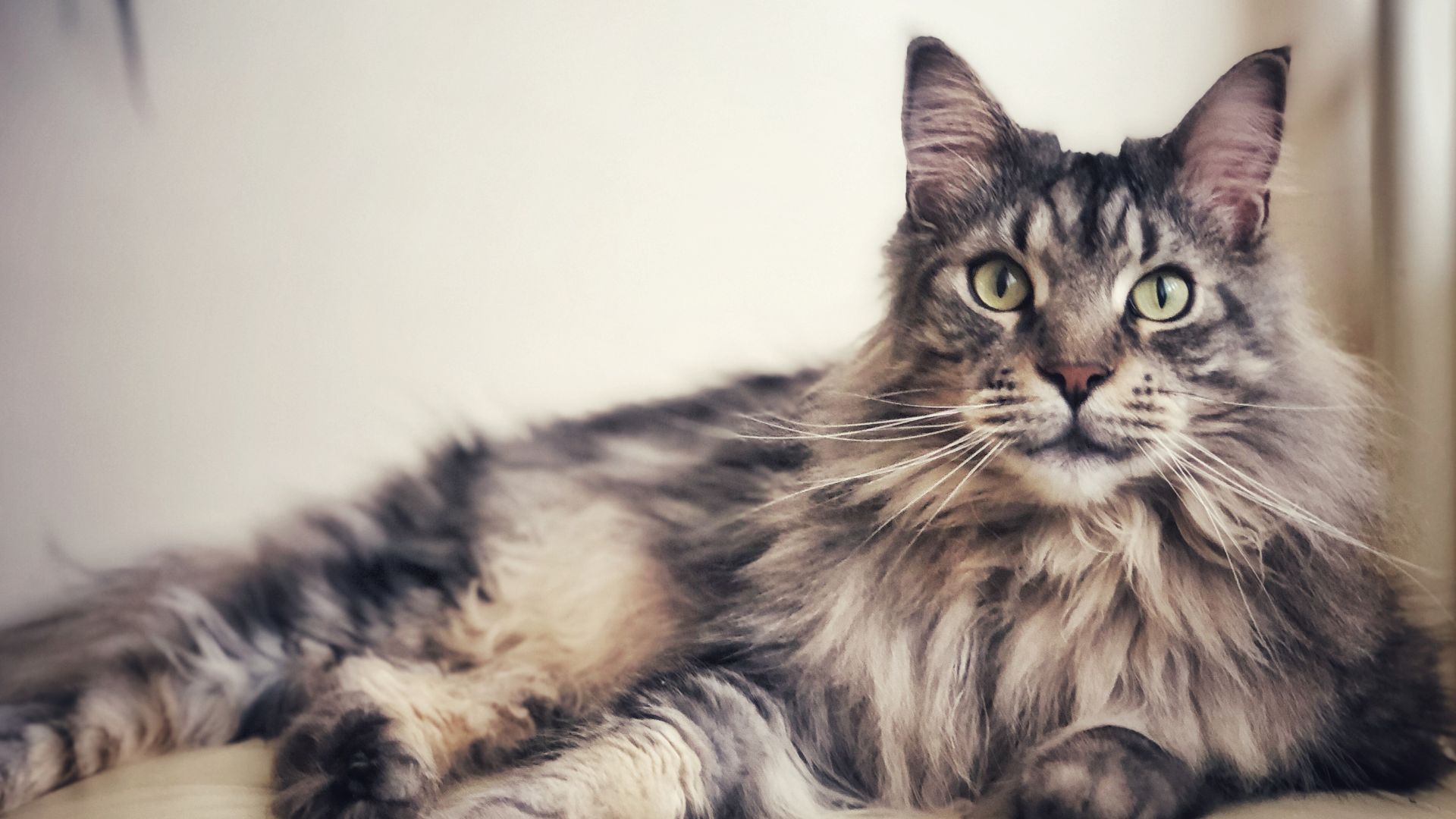 Esemplare di Maine Coon