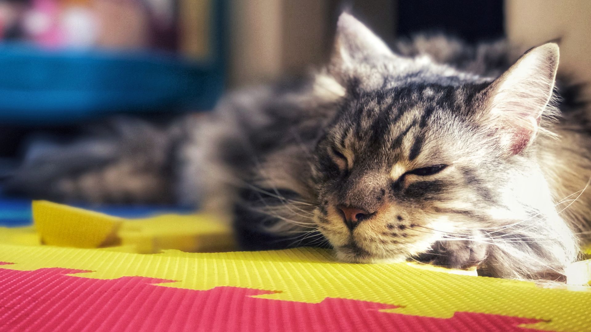 Maine coon che dorme