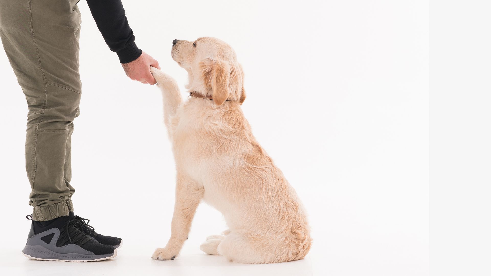 Pet sitter incontra cane