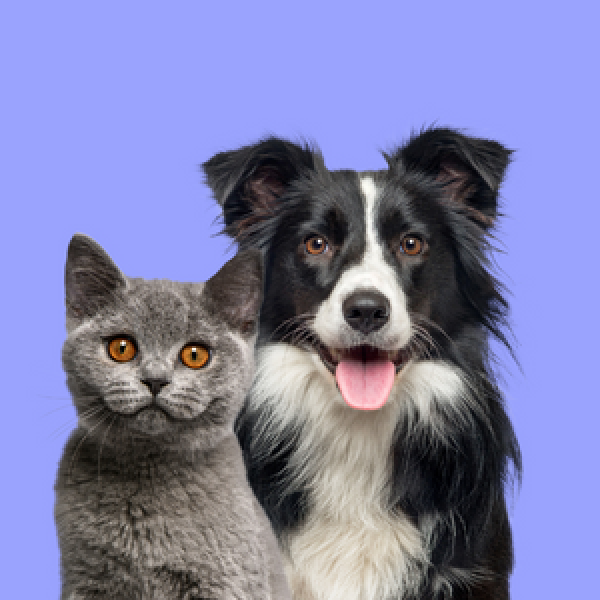 Introduzione al dog e cat sitting