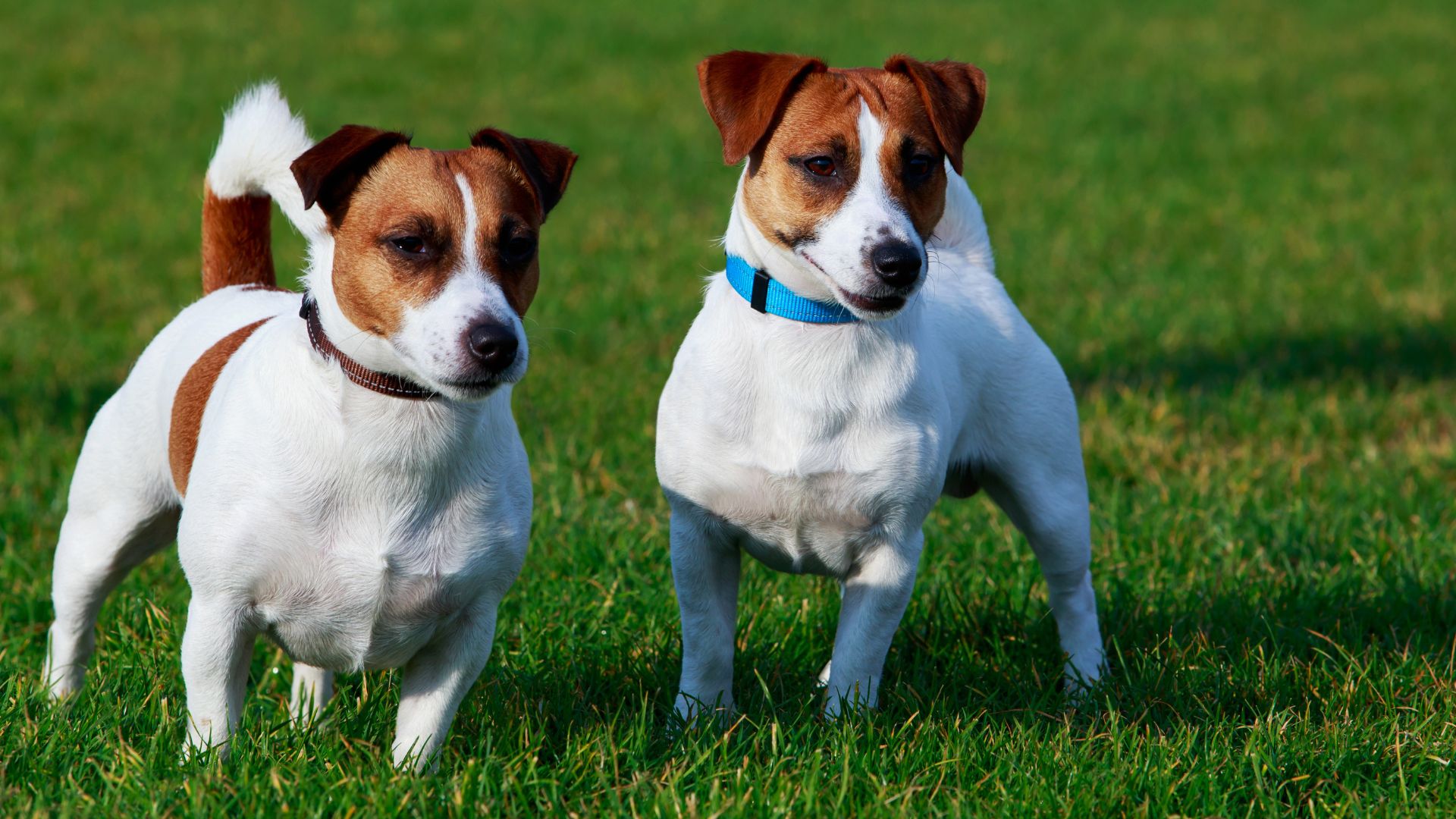 Jack Russel