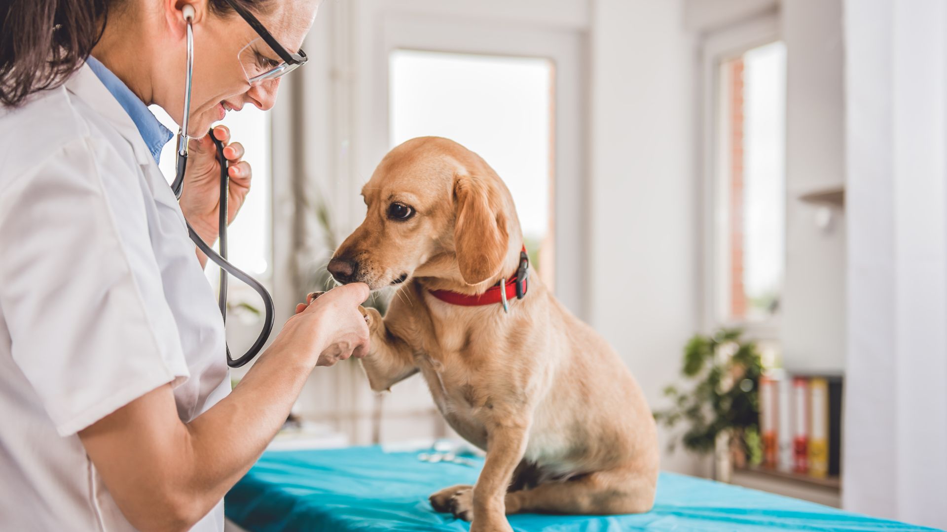 Cane dal veterinario