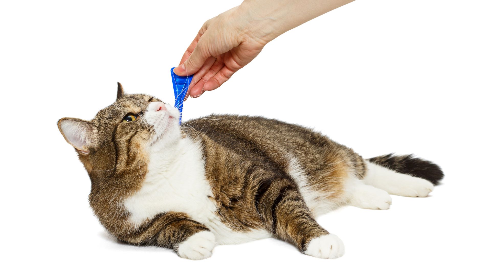 Antiparassitari: attenzione, non tutti sono adatti ai gatti - Pet Academy