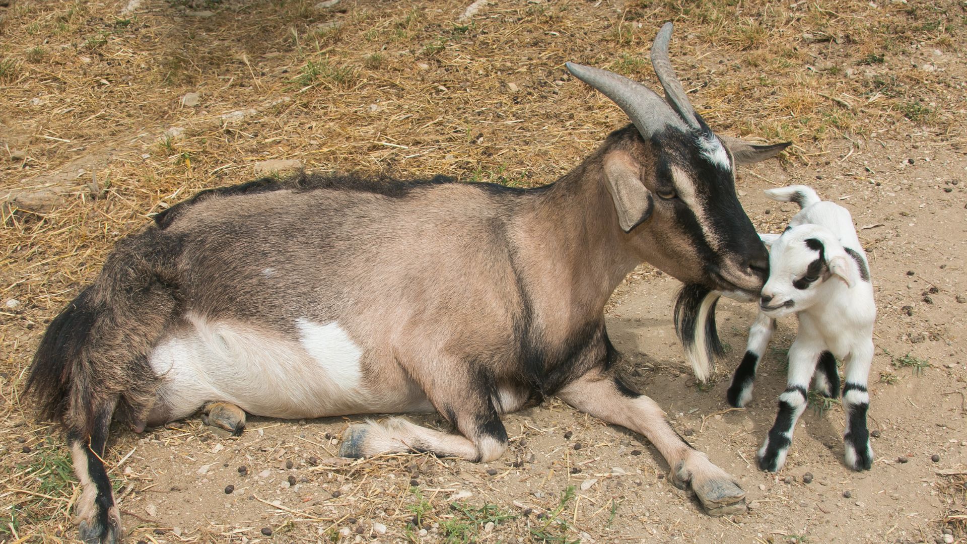 Caprette tibetane